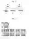 Fig. 02 - METHOD OF DISTRIBUTING AND STORING FILE-BASED DATA