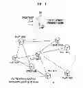 Fig. 02 - METHOD OF COLLECTING INFORMATION, CONTENT NETWORK MANAGEMENT SYSTEM, AND NODE APPARATUS USING MANAGEMENT INTERFACE IN CONTENT NETWORK BASED ON INFORMATION-CENTRIC NETWORKING