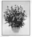 Fig. 01 - Otomeria plants