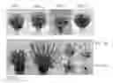 Fig. 02 - Otomeria plants