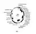 Fig. 02 - POLYNUCLEOTIDES, POLYPEPTIDES AND METHODS FOR ENHANCING PHOTOSSIMILATION IN PLANTS