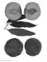 Fig. 01 - Peach tree named 'RICH PRIDE'