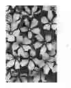 Fig. 03 - Petunia plant named 'DRAY67'