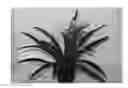 Fig. 01 - Guzmania plant named 'Candy Corn'