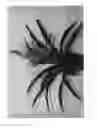 Fig. 02 - Guzmania plant named 'Candy Corn'