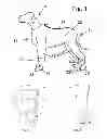Fig. 02 - PROTECTIVE ANIMAL GARMENT