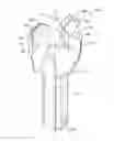 Fig. 01 - Two prong rotary drill bit with cutting insert having edge preparation
