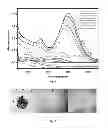 Fig. 02 - Photoconversion of light using metal supported atomic quantum clusters