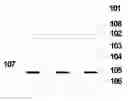 Fig. 01 - ORGANIC LIGHT EMITTING DEVICE AND MANUFACTURING METHOD THEREOF