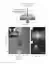 Fig. 06 - Microfluidic systems and devices for molecular capture, manipulation, and analysis
