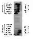 Fig. 131 - SPECIFIC BINDING PROTEINS AND USES THEREOF