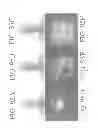 Fig. 152 - SPECIFIC BINDING PROTEINS AND USES THEREOF