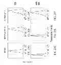 Fig. 32 - SPECIFIC BINDING PROTEINS AND USES THEREOF