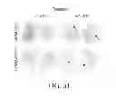Fig. 34 - SPECIFIC BINDING PROTEINS AND USES THEREOF