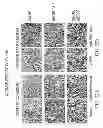 Fig. 35 - SPECIFIC BINDING PROTEINS AND USES THEREOF