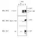 Fig. 49 - SPECIFIC BINDING PROTEINS AND USES THEREOF