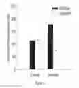 Fig. 08 - TSPO-targeting compounds and uses thereof