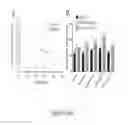 Fig. 12 - TSPO-targeting compounds and uses thereof