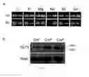 Fig. 68 - Methods for treating obesity