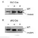 Fig. 69 - Methods for treating obesity
