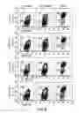 Fig. 09 - METHODS AND COMPOSITONS FOR TREATMENT OF BONE DEFECTS WITH PLACENTAL CELL POPULATIONS