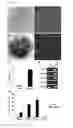 Fig. 05 - Canine amniotic membrane-derived multipotent stem cells