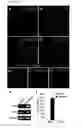 Fig. 06 - Canine amniotic membrane-derived multipotent stem cells