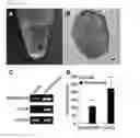 Fig. 07 - Canine amniotic membrane-derived multipotent stem cells