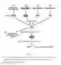 Fig. 02 - INDUCIBLE EXPRESSION CASSETTE, AND USES THEREOF