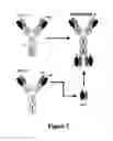 Fig. 05 - Antibodies useful in passive influenza immunization