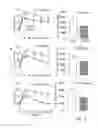Fig. 09 - Pharmaceutical composition for the treatment of type-1 diabetes