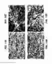 Fig. 24 - Multivalent antibodies and uses therefor