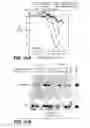 Fig. 83 - Multivalent antibodies and uses therefor
