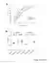 Fig. 02 - COMPOUNDS AND METHODS FOR THE MODULATION OF BETA-1 INTEGRIN FUNCTION TO MEDIATE TISSUE REPAIR