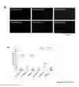 Fig. 07 - COMPOUNDS AND METHODS FOR THE MODULATION OF BETA-1 INTEGRIN FUNCTION TO MEDIATE TISSUE REPAIR