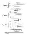 Fig. 25 - METHOD OF INDUCING NEUTRALIZING ANTIBODIES TO HUMAN IMMUNODEFICIENCY VIRUS