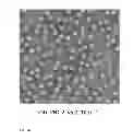 Fig. 08 - ENGINEERED OUTER DOMAIN (EOD) OF HIV GP120 AND MUTANTS THEREOF