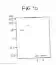 Fig. 02 - Therapeutic Agents