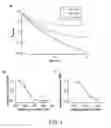 Fig. 06 - Modulation of Tissue Transglutaminase Activation in Disease