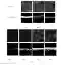 Fig. 06 - Self-assembling peptides incorporating modifications and methods of use thereof
