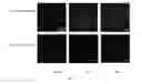 Fig. 07 - Self-assembling peptides incorporating modifications and methods of use thereof