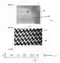 Fig. 02 - Method of forming and the resulting membrane composition for surgical site preservation