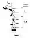 Fig. 09 - THERAPEUTIC PEPTIDES