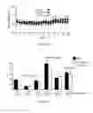Fig. 07 - Compositions and methods relating to proliferative diseases