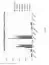 Fig. 64 - Alpha-aminoamidine polymers and uses thereof