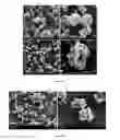 Fig. 09 - Drug delivery system for sustained delivery of bioactive agents