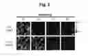 Fig. 03 - hTRPA1-activating composition and use thereof