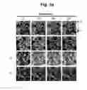 Fig. 04 - hTRPA1-activating composition and use thereof
