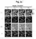 Fig. 06 - hTRPA1-activating composition and use thereof