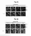 Fig. 10 - hTRPA1-activating composition and use thereof